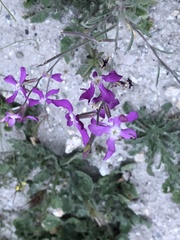 Matthiola sinuata