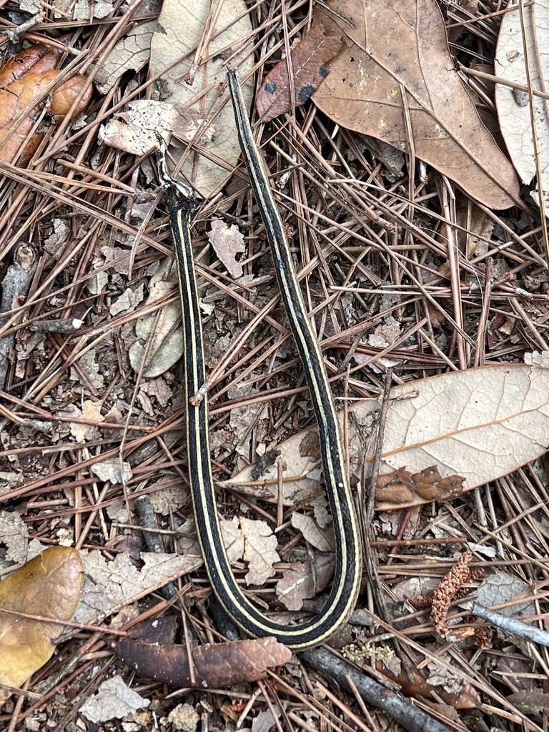 Eastern Ribbon Snake from Grass Island, Gulf Shores, AL, US on April 02