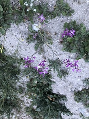 Matthiola sinuata