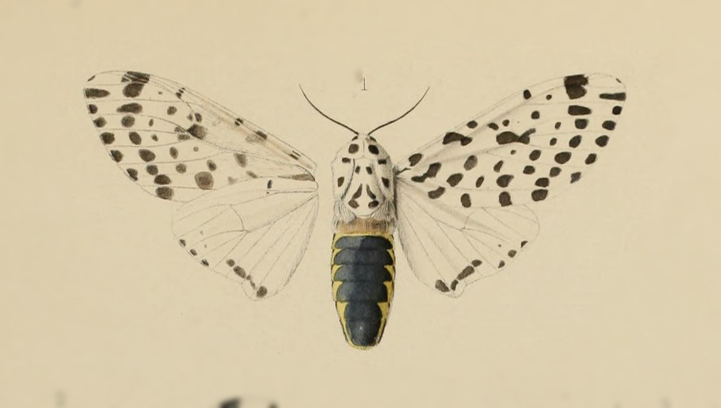 Hypercompe quitensis