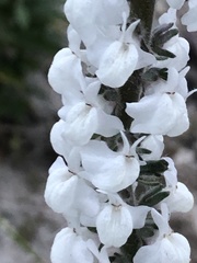 Sairocarpus coulterianus
