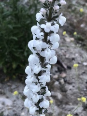 Sairocarpus coulterianus