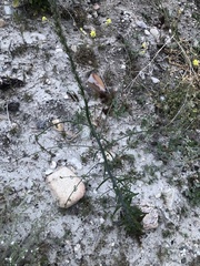 Sairocarpus coulterianus