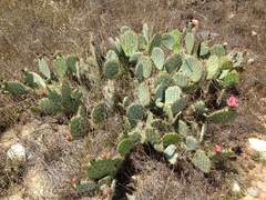 Opuntia × vaseyi