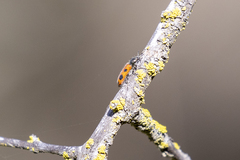 Psoa quadrisignata