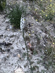 Sairocarpus coulterianus