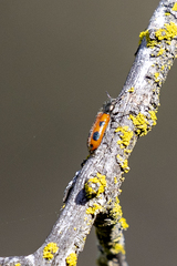 Psoa quadrisignata