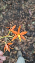 Prosthechea vitellina