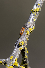 Psoa quadrisignata