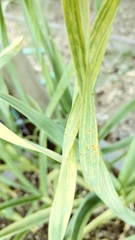 Puccinia allii