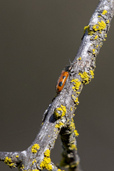 Psoa quadrisignata