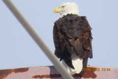 Haliaeetus leucocephalus