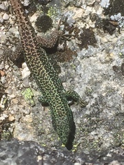 Iberolacerta monticola