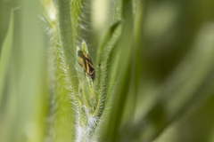 Plagiognathus moerens