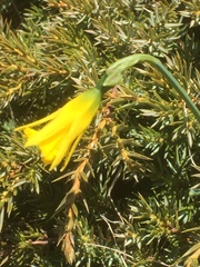 Narcissus cuneiflorus