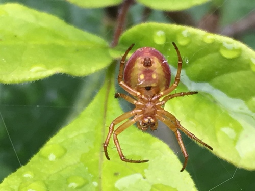 Six-spotted Orbweaver