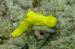 Notodoris