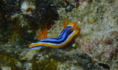 Chromodoris elisabethina