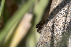 Habronattus hirsutus