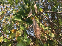 Derris scandens