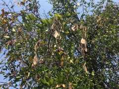 Derris scandens