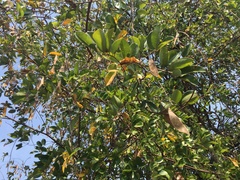 Derris scandens