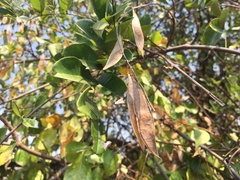 Derris scandens
