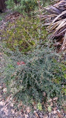 Pyracantha crenatoserrata