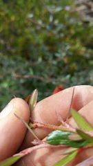 Pyracantha crenatoserrata
