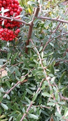 Pyracantha crenatoserrata