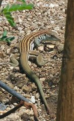 Aspidoscelis sonorae