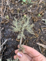 Usnea cornuta