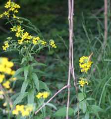 Erysimum aureum