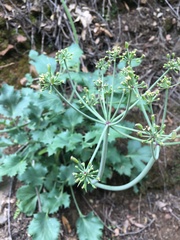 Lomatium lucidum