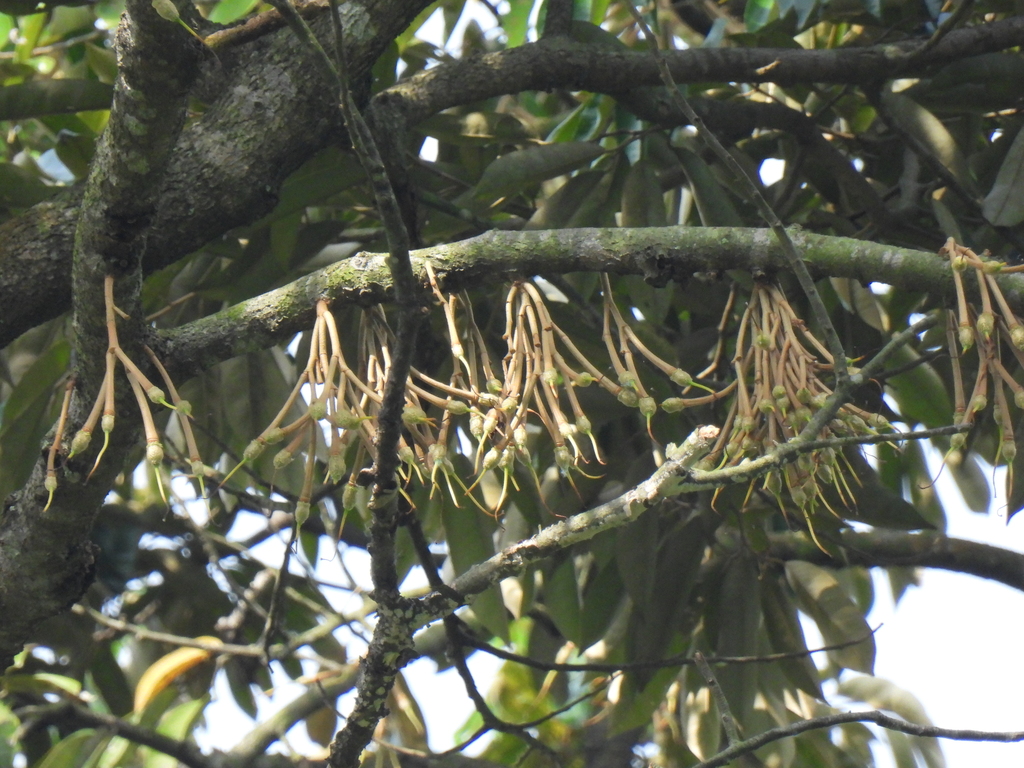 Durio zibethinus, Bukit Timah, Singapore