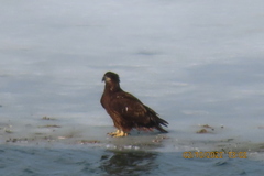 Haliaeetus leucocephalus