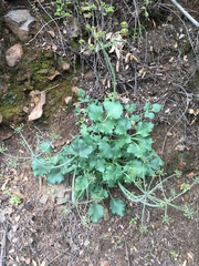 Lomatium lucidum