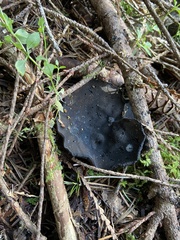 Pseudoplectania melaena