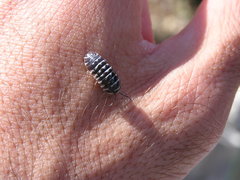 Armadillidium maculatum