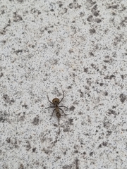 Polyrhachis beccarii