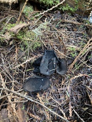 Pseudoplectania melaena