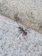 Polyrhachis beccarii