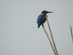Alcedo atthis