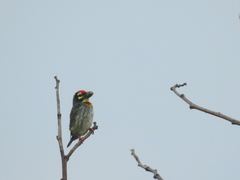 Psilopogon haemacephalus