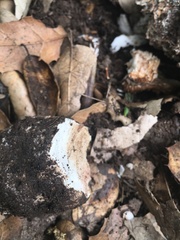 Leucoagaricus amanitoides