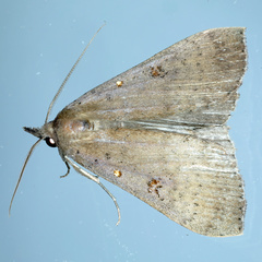 Rhapsa suscitatalis