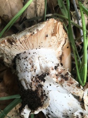 Leucoagaricus amanitoides