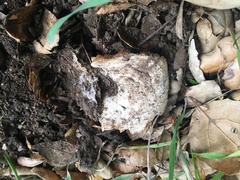 Leucoagaricus amanitoides