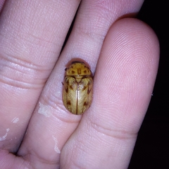 Cyclocephala lunulata