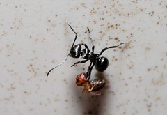 Polyrhachis clio